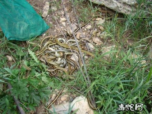 尖山湖公园：几百条蛇被放生公园怎么回事？