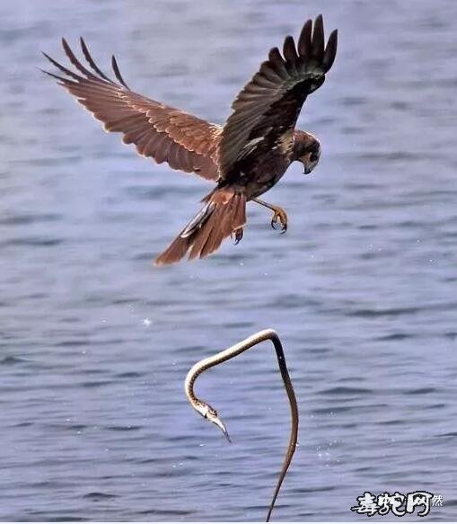 老鹰和蛇抢鱼吃！老鹰“一箭双雕”没有玩好！失误！