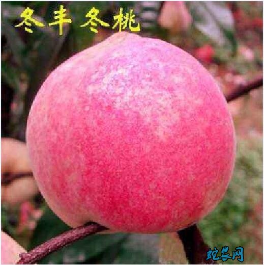 晚熟桃新品种