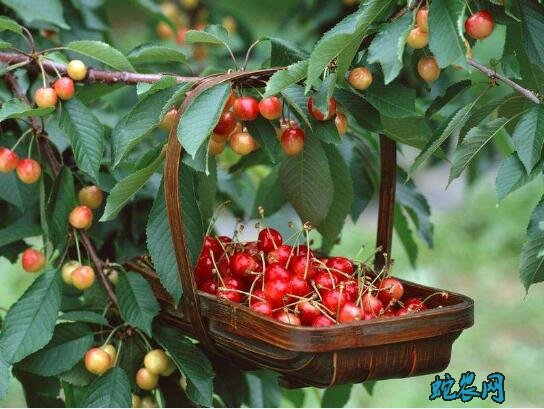 樱桃树图片大全1