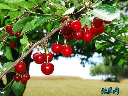 樱桃树图片大全3