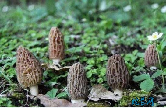 羊肚菌的栽培方法