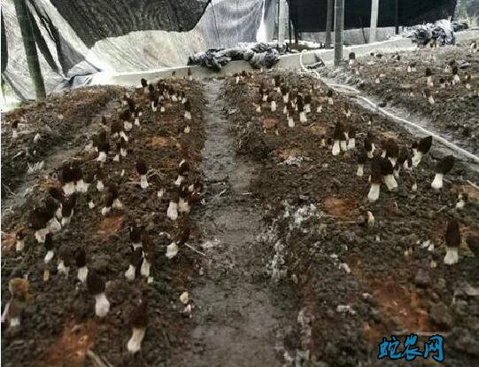羊肚菌种植方法