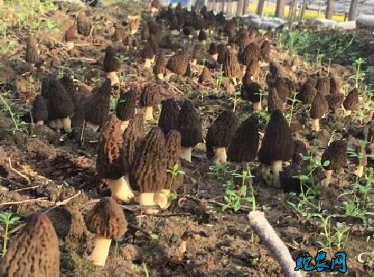 羊肚菌种植方法