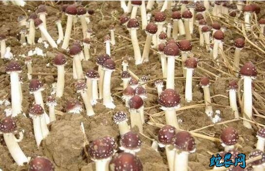 大球盖菇的栽培技术图1