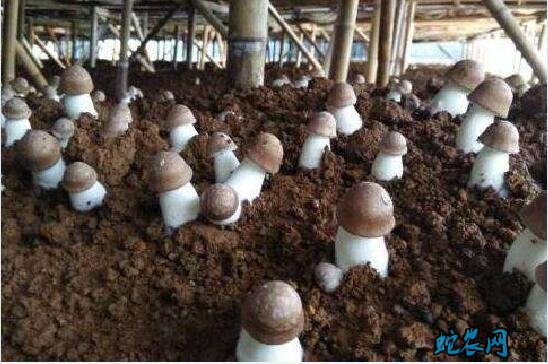 蘑菇种植方法