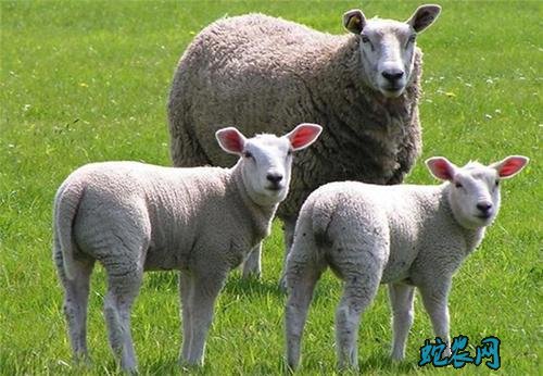 2020年5月19日肉羊价格行情、今日肉羊多少钱一只?