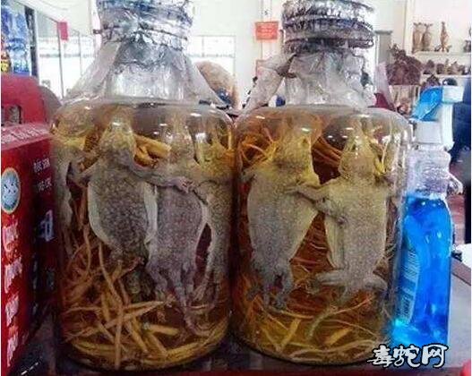 广西蛇鞭蛤蚧酒的功效