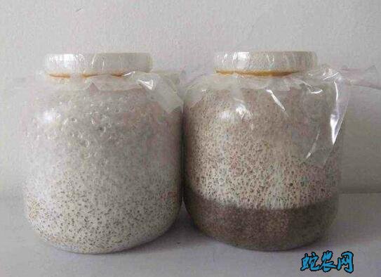 平菇菌种价格