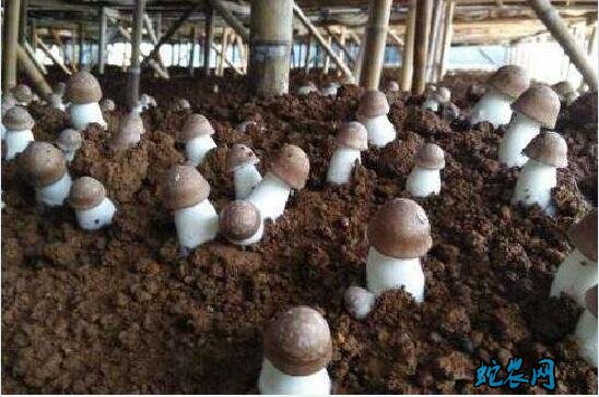 香菇的种植方法