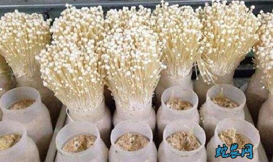 种金针菇的方法