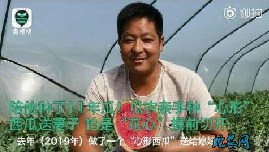 瓜农种心形西瓜520赠爱妻!感动了一大片网友!