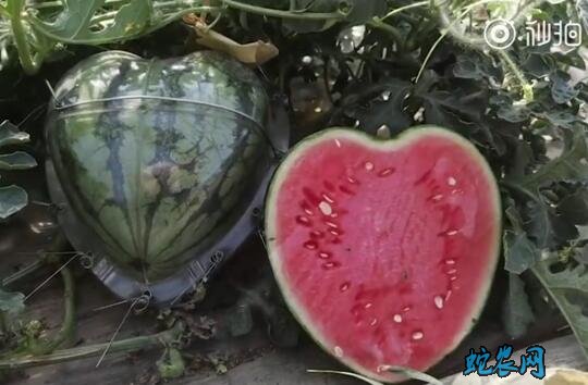 瓜农种心形西瓜520赠爱妻!感动了一大片网友!