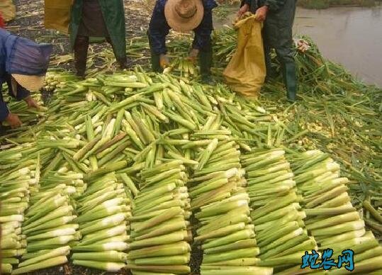 有机农产品、茭白三种深加工方法!