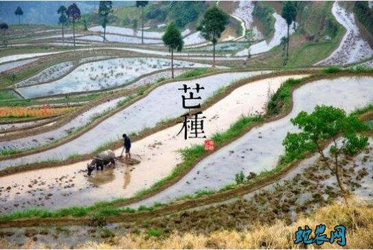 2020年芒种是几月几日?芒种的风俗和禁忌有哪些?