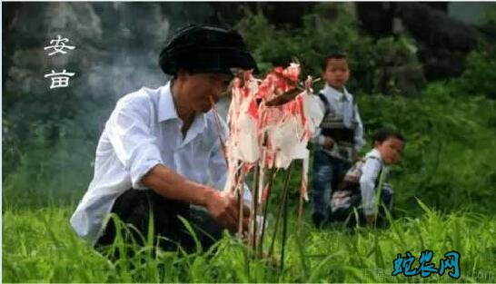 2020年芒种是几月几日?芒种的风俗和禁忌有哪些?