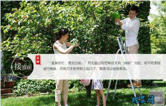 2020年芒种是几月几日?芒种的风俗和禁忌有哪些?