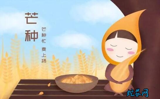 2020年芒种是几月几日?芒种的风俗和禁忌有哪些?
