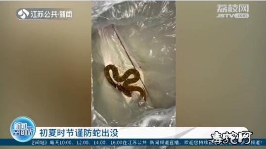 江苏大妈拎着毒蛇冲进医院!医生称“教科书级别”!