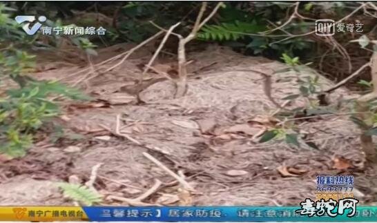 南宁小区楼道惊现眼镜蛇!生态好毒蛇也容易出没!
