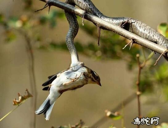 蝮蛇吃鸟图片1