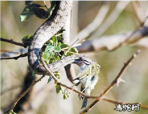 蝮蛇吃鸟图片3