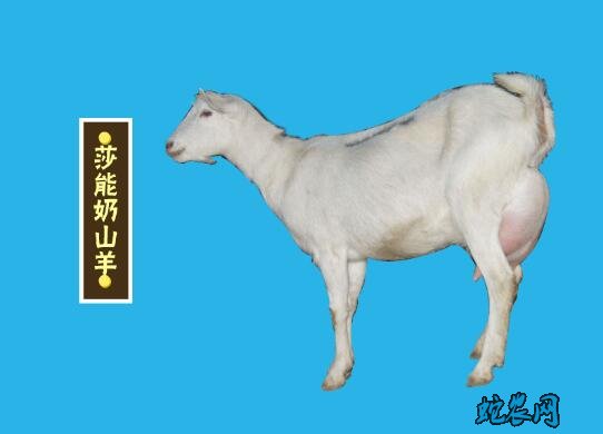 2020年5月23日奶山羊价格行情、今日萨能奶山羊多少钱一头?