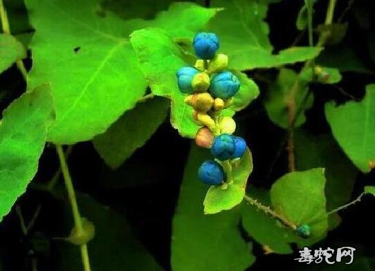 治蛇伤技术、蛇伤治疗非小事!蛇伤治疗技术需专业!