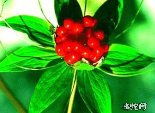 治蛇伤技术、蛇伤治疗非小事!蛇伤治疗技术需专业!
