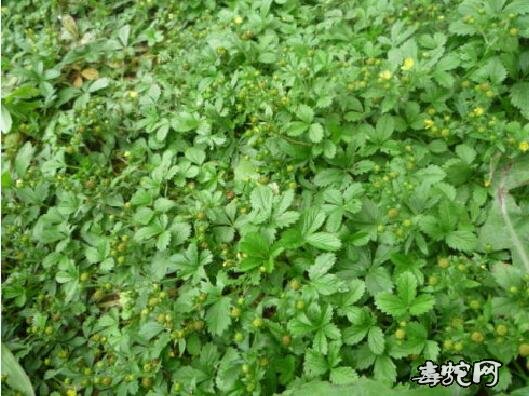 蛇衔草、古文中的蛇衔草究竟是怎样的一种植物?