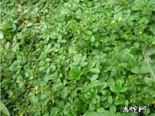 蛇衔草、古文中的蛇衔草究竟是怎样的一种植物？