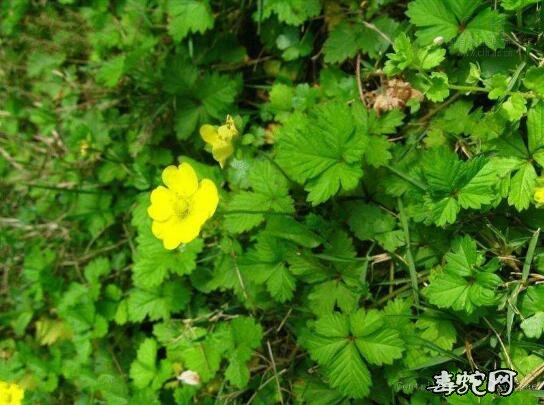 蛇衔草、古文中的蛇衔草究竟是怎样的一种植物？