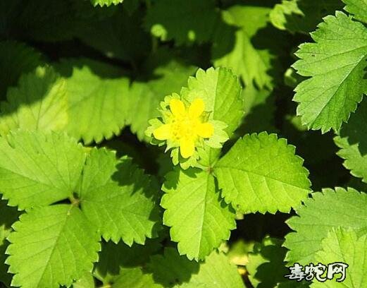 蛇衔草、古文中的蛇衔草究竟是怎样的一种植物?