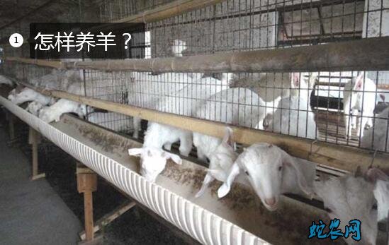 怎样养羊?农村怎样养羊利润高?