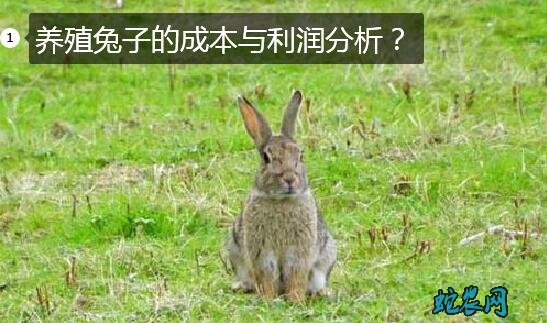 养殖兔子的成本与利润分析?