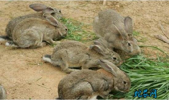 养殖兔子的成本与利润分析？