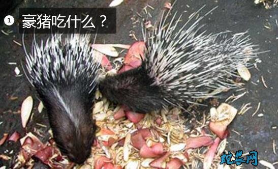 豪猪吃什么?