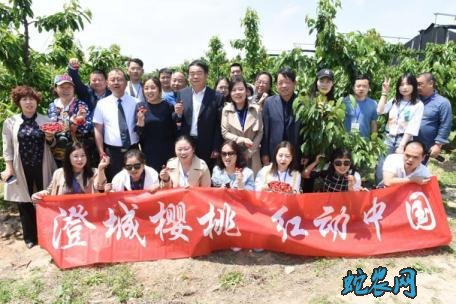 陕西:澄城樱桃“燃爆”中国樱桃展!