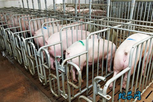 天津市宝坻区强化举措保障生猪行业健康发展