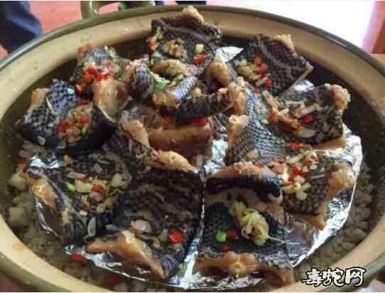 南蛇肉图片、被禁食的各种南蛇肉美食图片回顾!