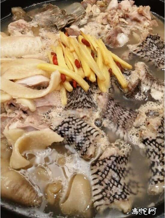 南蛇肉图片、被禁食的各种南蛇肉美食图片回顾!