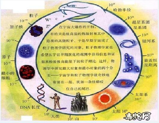食尾蛇图片大全、传说中的食尾蛇是什么样的一种动物?