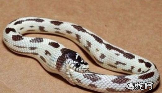 食尾蛇图片大全、传说中的食尾蛇是什么样的一种动物?