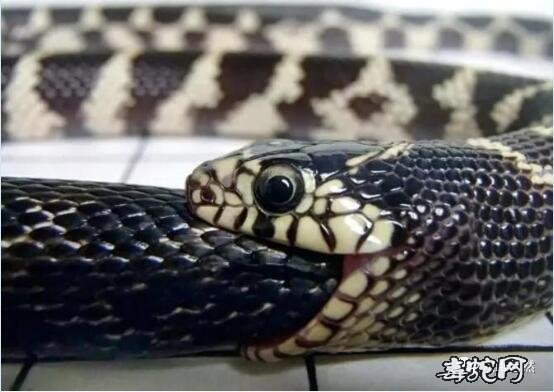 食尾蛇图片大全、传说中的食尾蛇是什么样的一种动物？