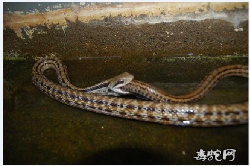 食尾蛇图片大全、传说中的食尾蛇是什么样的一种动物？