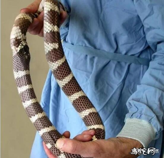 食尾蛇图片大全、传说中的食尾蛇是什么样的一种动物?