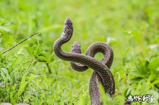 蛇打架图片大全、欣赏一下各种蛇打架的姿态!