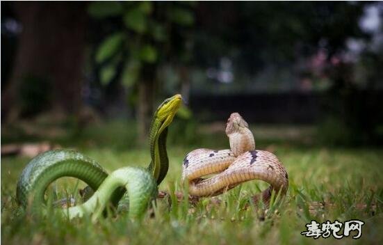 蛇打架图片大全、欣赏一下各种蛇打架的姿态！
