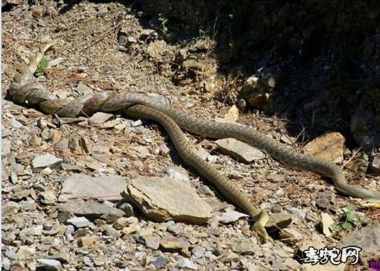 蛇打架图片大全、欣赏一下各种蛇打架的姿态!
