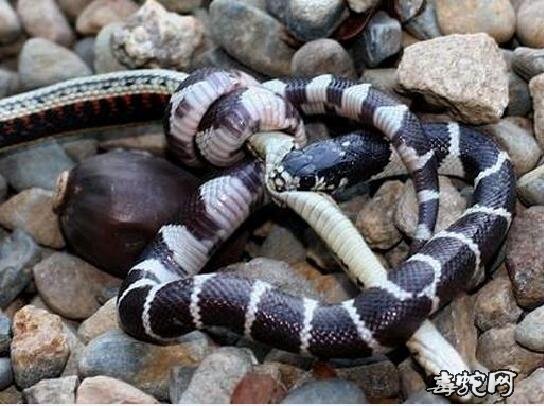 蛇打架图片大全、欣赏一下各种蛇打架的姿态!